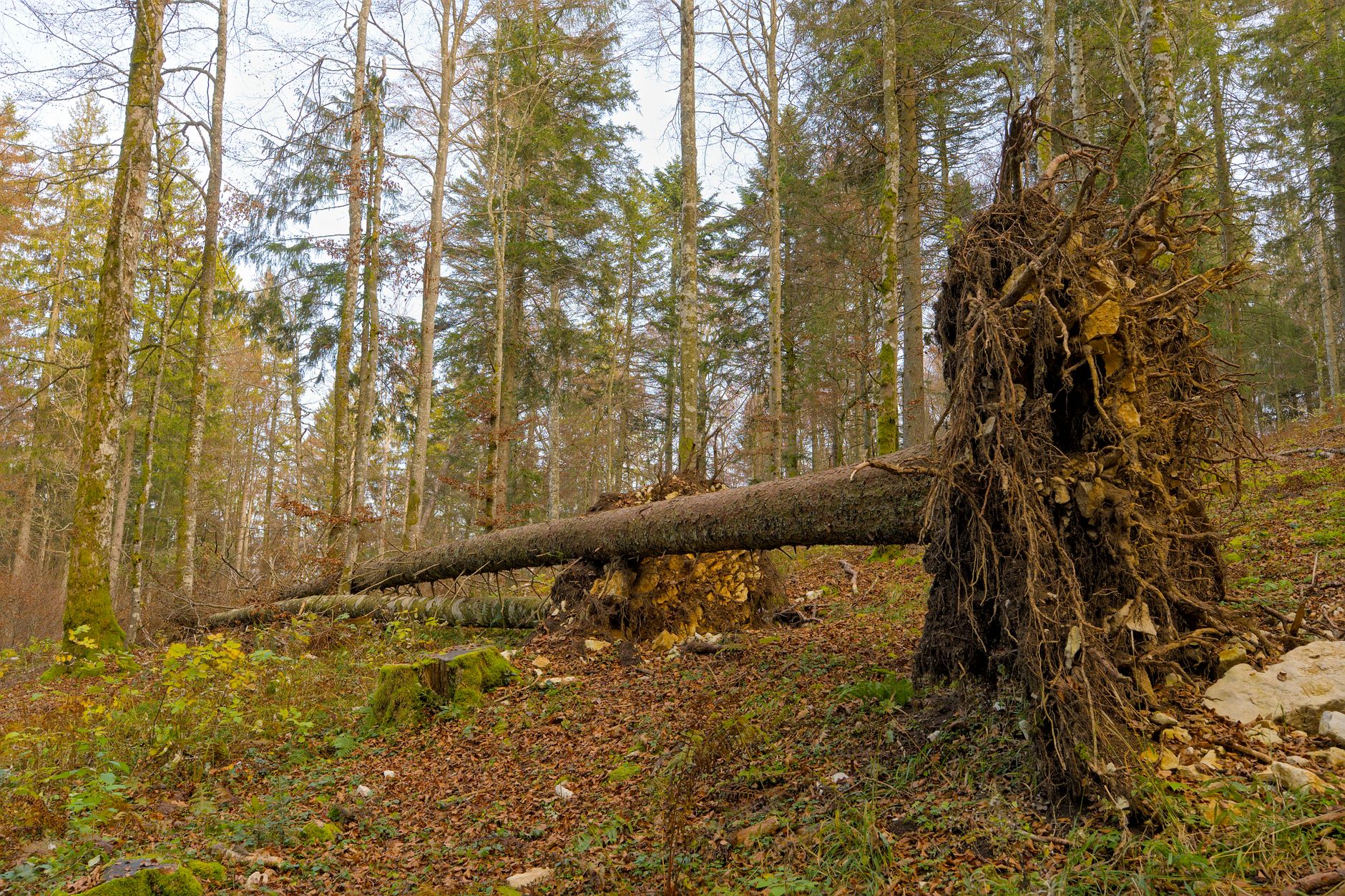 Enlèvement arbre urgence équipe à Liévin